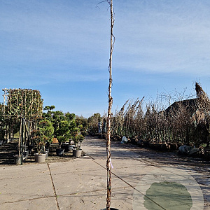 Wisteria sinensis 'Prolific' 350-400 cm 25L