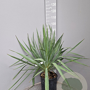 Yucca gloriosa 50-70 cm 10L