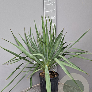 Yucca gloriosa 50-70 cm 10L