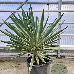 Yucca gloriosa 'Variegata' 60-80 cm container