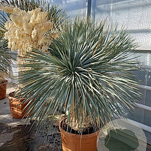 Yucca rostrata 140-150 cm container vertakt