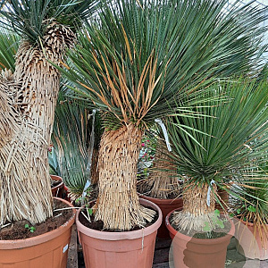 Yucca rostrata 140-150 cm container vertakt