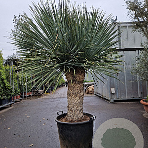 Yucca rostrata 140-150 cm container vertakt