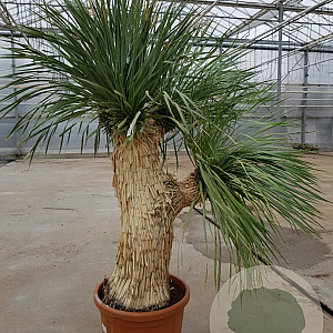 Yucca rostrata 150-160 cm container vertakt