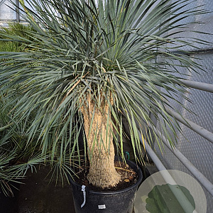 Yucca rostrata 150-160 cm container vertakt