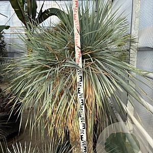 Yucca rostrata 150-160 cm container vertakt