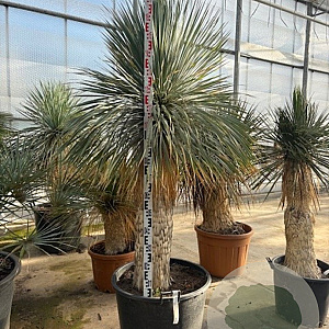 Yucca rostrata 160-170 cm container