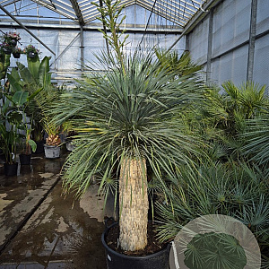 Yucca rostrata 160-170 cm container
