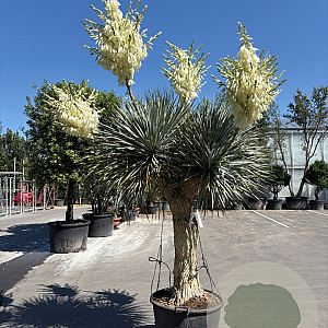 Yucca rostrata 190-200 cm container vertakt extra
