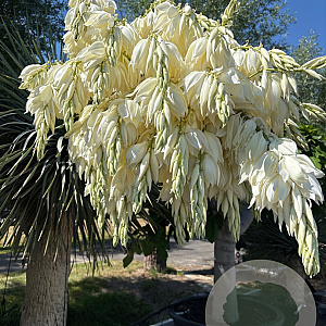 Yucca rostrata 190-200 cm container vertakt extra