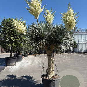 Yucca rostrata 190-200 cm container vertakt extra