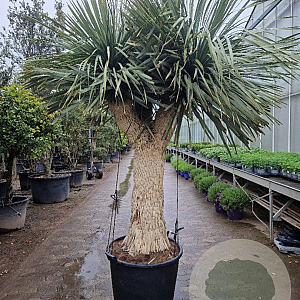 Yucca rostrata 200-210 cm container piramide