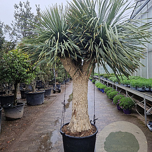 Yucca rostrata 200-210 cm container piramide