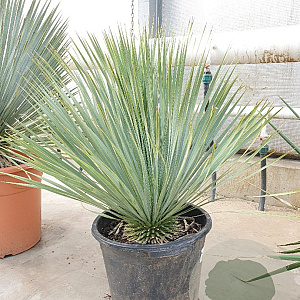 Yucca rostrata 50-60 cm container