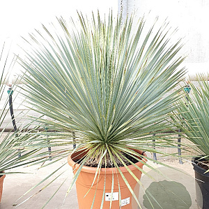 Yucca rostrata 60-80 cm container