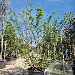 Zelkova serrata 250-300 cm container meerstammig 3 stam