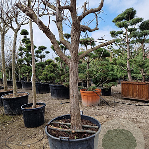 Ziziphus jujuba 100 cm stam container 40-50 bol
