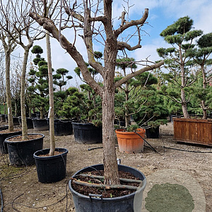 Ziziphus jujuba 100 cm stam container 40-50 bol