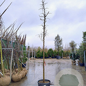 Ziziphus jujuba 180 cm stam container 16-18 leiboom