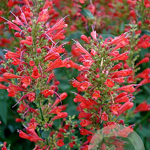 Agastache 'Kudos Red' GM P9
