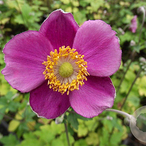 Anemone hyb. 'Hadspen Abundance' GM P9
