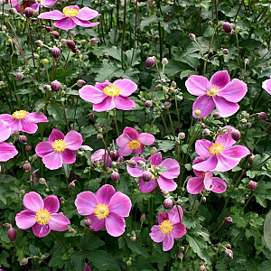 Anemone hyb. 'Hadspen Abundance' GM P9