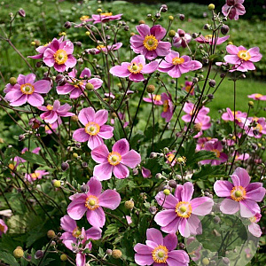 Anemone h. 'Praecox' GM P9