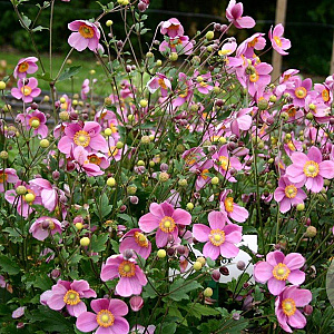 Anemone h. 'Praecox' GM P9