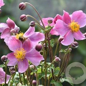 Anemone h. 'Praecox' GM P9