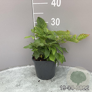 Aruncus dioicus GM 2,0L