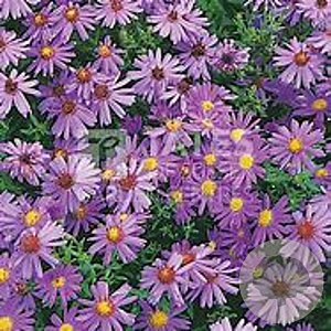 Aster (D) 'Lady in Blue' GM P9 BIO
