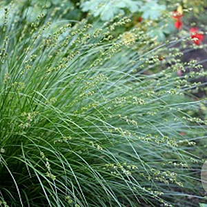 Carex divulsa GM 2,0L