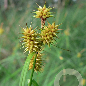 Carex flava GM 2,0L