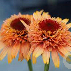 Echinacea Supreme Cantaloupe GM P9