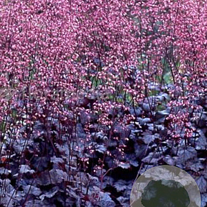 Heuchera 'Regina' GM P9