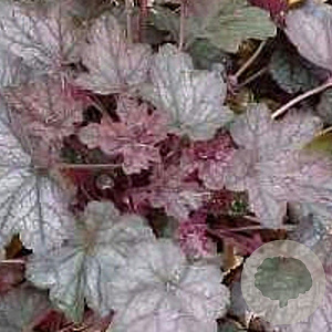 Heuchera 'Regina' GM P9