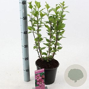 Hibiscus syr. 'Woodbridge' 40-50 cm 3,0L