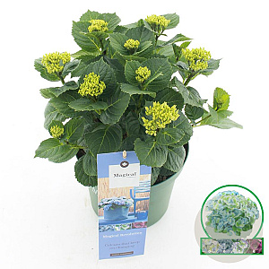 Hydrangea m. Magical Revolution 25-30 cm 3,5L blauw