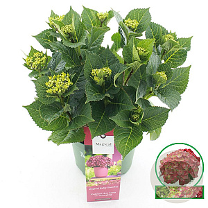 Hydrangea m. Magical Ruby Tuesday 25-30 cm 3,5L