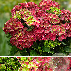 Hydrangea m. Magical Ruby Tuesday 25-30 cm 3,5L