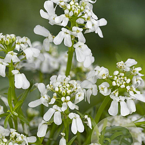 Iberis semp. 'Weisser Zwerg' GM P9