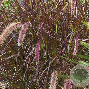 Pennisetum advena 'Rubrum' GM P9