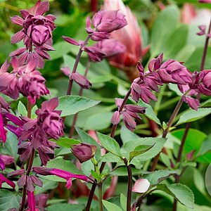 Salvia Love and Wishes GM P9 BIO