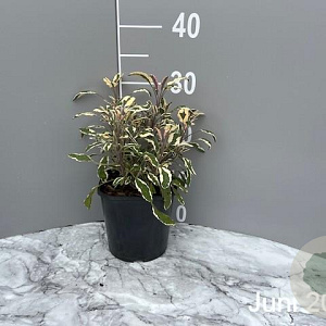 Salvia off. 'Tricolor' GM 2,0L