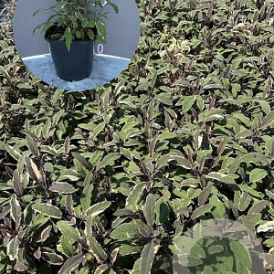Salvia off. 'Tricolor' GM 2,0L