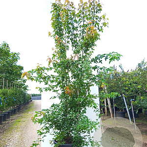 Acer buergerianum 300-350 cm cont. 150L meerstammig
