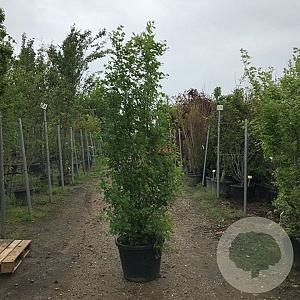 Acer monspessulanum 200-250 cm container meerstammig extra