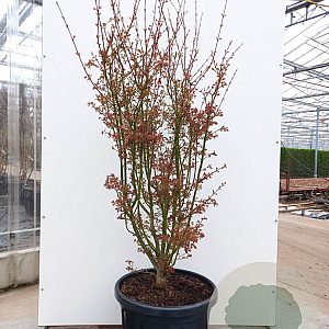 Acer pal. 'Jerre Schwartz' 200-250 cm cont. 70L meerstammig