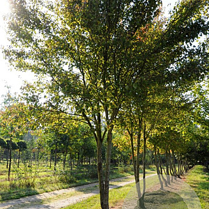 Acer rubrum 350-400 cm Cocoskluit meerstammig