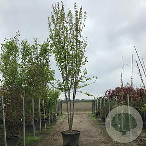 Acer s. 'Laciniatum Wieri' 250-300 cm cont. 150L meerstammig